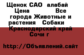 Щенок САО (алабай) › Цена ­ 10 000 - Все города Животные и растения » Собаки   . Краснодарский край,Сочи г.